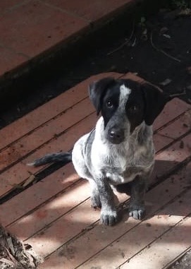 Mascota