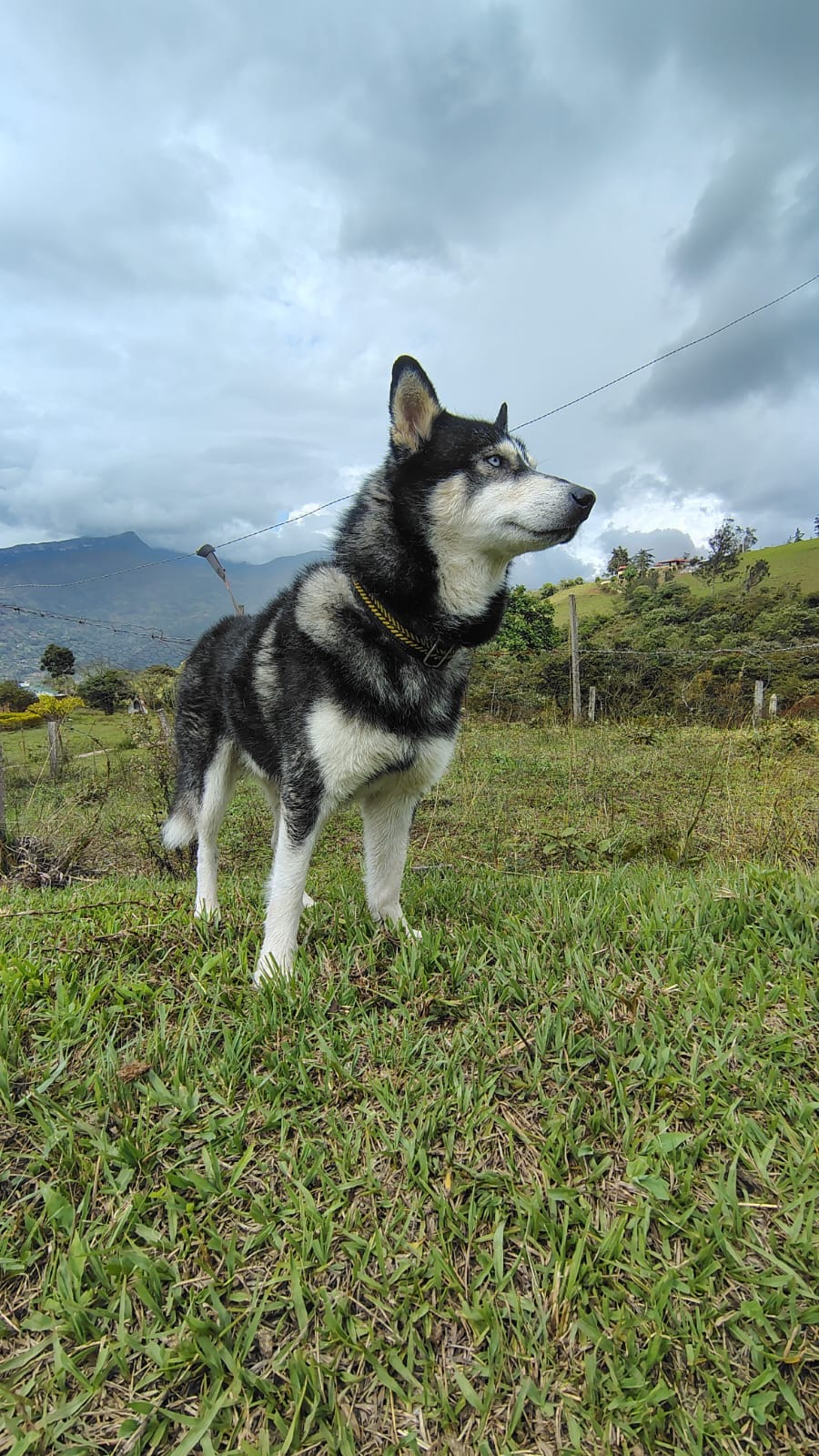 Mascota