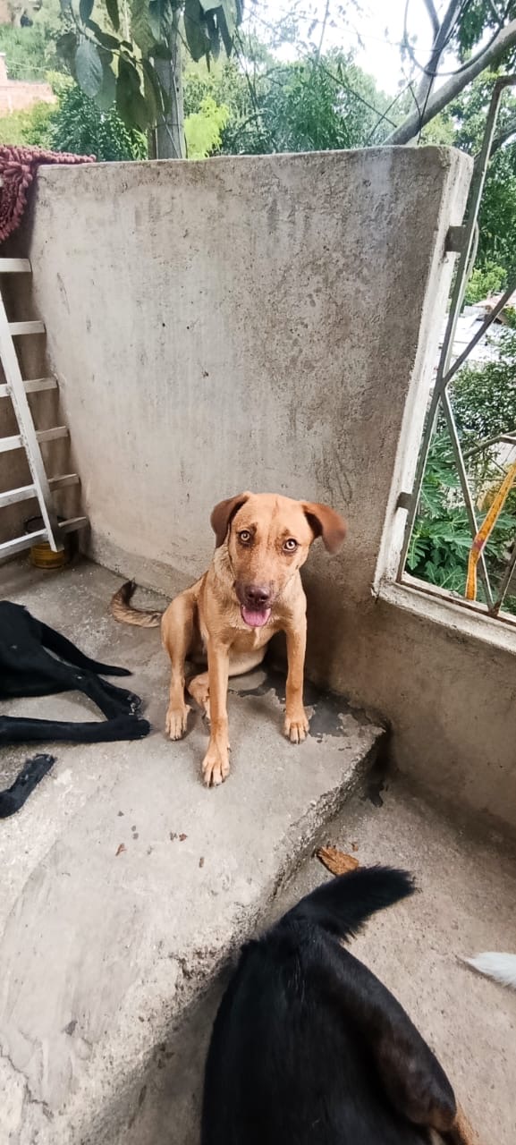 Mascota