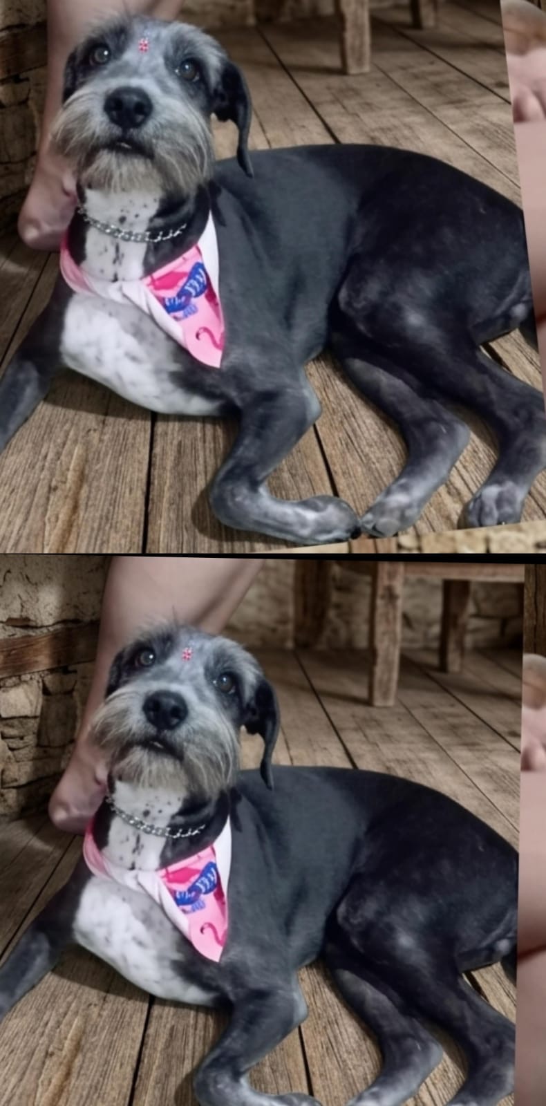 Mascota