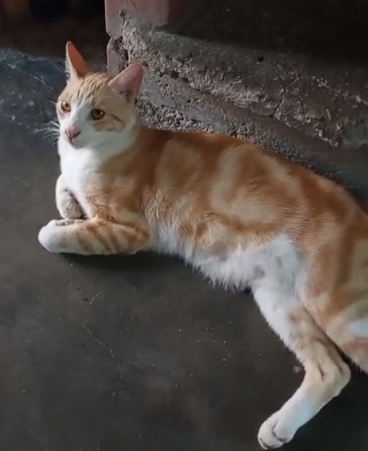 Mascota
