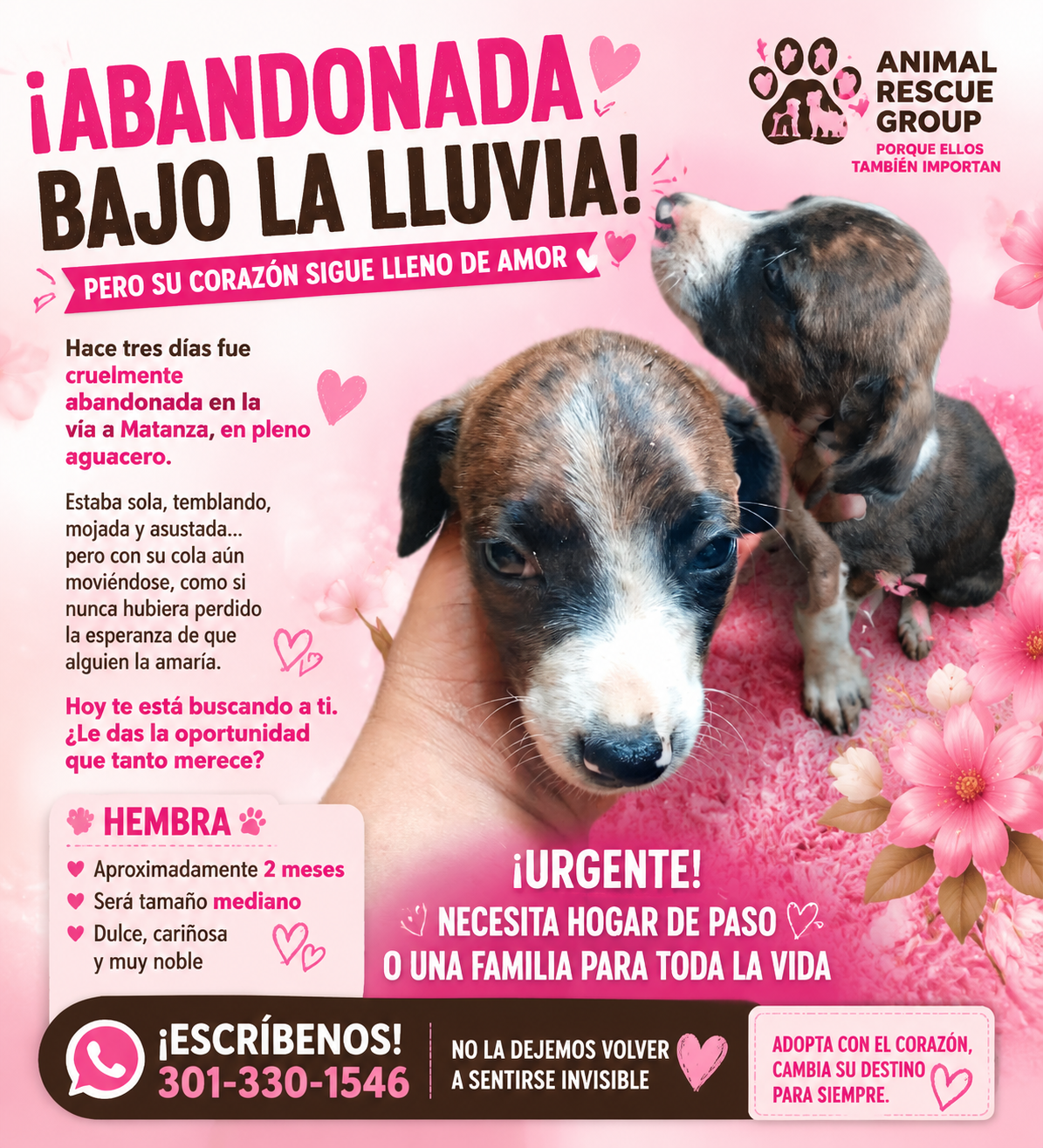 Mascota